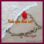 0 TY dua cot