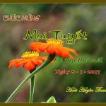 1-mai-tuyet-2