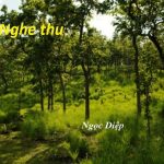 nghe thu