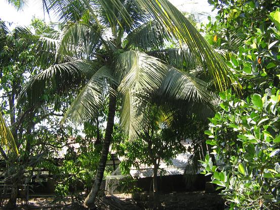 vuờn dừa