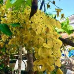 BA MƯƠI TẾT… BA MƯƠI TẾT…