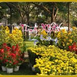 TÌNH XUÂN của Lý Hương TÌNH XUÂN của Lý Hương