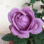 ĐỪNG CHO NƯỚC MẮT RƠI ĐỪNG CHO NƯỚC MẮT RƠI