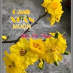 CÀNH XUÂN MUỘN của Yên Dạ Thảo CÀNH XUÂN MUỘN của Yên Dạ Thảo