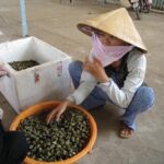 Về vương quốc trái cây vui Tết Đoan Ngọ Về vương quốc trái cây vui Tết Đoan Ngọ