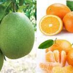 COVID BIẾN DẠNG VÀ CÁCH BẢO TOÀN SINH MẠNG COVID BIẾN DẠNG VÀ CÁCH BẢO TOÀN SINH MẠNG