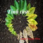 TỈNH THỨC 1 CỦA LƯƠNG NGUYỆT HỒNG TỈNH THỨC 1 CỦA LƯƠNG NGUYỆT HỒNG