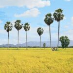CANH TÁC ĐẤT CHÂN NÚI CANH TÁC ĐẤT CHÂN NÚI