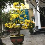 TẾT HUẾ- TRONG DÒNG CHẢY BẤT TẬN CỦA THỜI GIAN TẾT HUẾ- TRONG DÒNG CHẢY BẤT TẬN CỦA THỜI GIAN