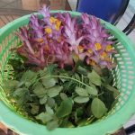 BÔNG GIỜ BÔNG GIỜ
