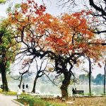 CẢM NGHĨ KHI ĐỌC “THU VÀNG PHỐ CŨ” CỦA HOÀNG XUÂN SƠN CẢM NGHĨ KHI ĐỌC “THU VÀNG PHỐ CŨ” CỦA HOÀNG XUÂN SƠN
