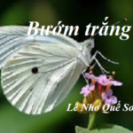 BƯỚM TRẮNG CỦA LÊ NHO QUẾ SƠN