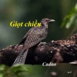 GIOT CHIỀU CỦA CA DAO GIOT CHIỀU CỦA CA DAO