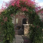         NHÀ CÓ GIÀN HOA TI GÔN ĐỎ