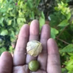 Tôi thích ăn trái Thù Lù.