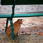 CON MÈO TRONG MƯA CON MÈO TRONG MƯA