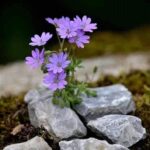 HÔN NHÂN MỘT THUỞ TRẦN AI