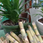 NƯỚC MÍA NƯỚC MÍA