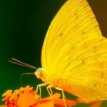 CON BƯỚM VÀNG CON BƯỚM VÀNG