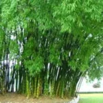 Lũy tre làng trong tâm thức người dân Việt Lũy tre làng trong tâm thức người dân Việt