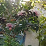 BẢY LĂM BẢY LĂM