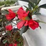 DU LỊCH ĐÀ LẠT- P2- XE BUÝT GIƯỜNG NẰM DU LỊCH ĐÀ LẠT- P2- XE BUÝT GIƯỜNG NẰM