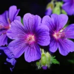HOA VIOLET NGÀY THỨ TƯ